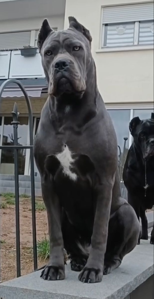 How to Train a Cane Corso: Effective Techniques