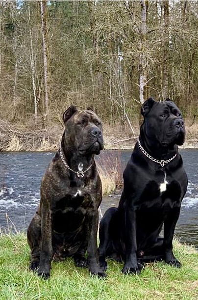 How to Train a Cane Corso: Effective Techniques