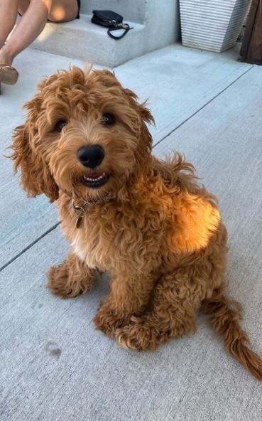 cockapoo crate training