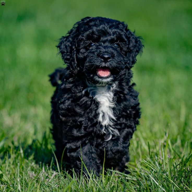 Cockapoo Obedience Training