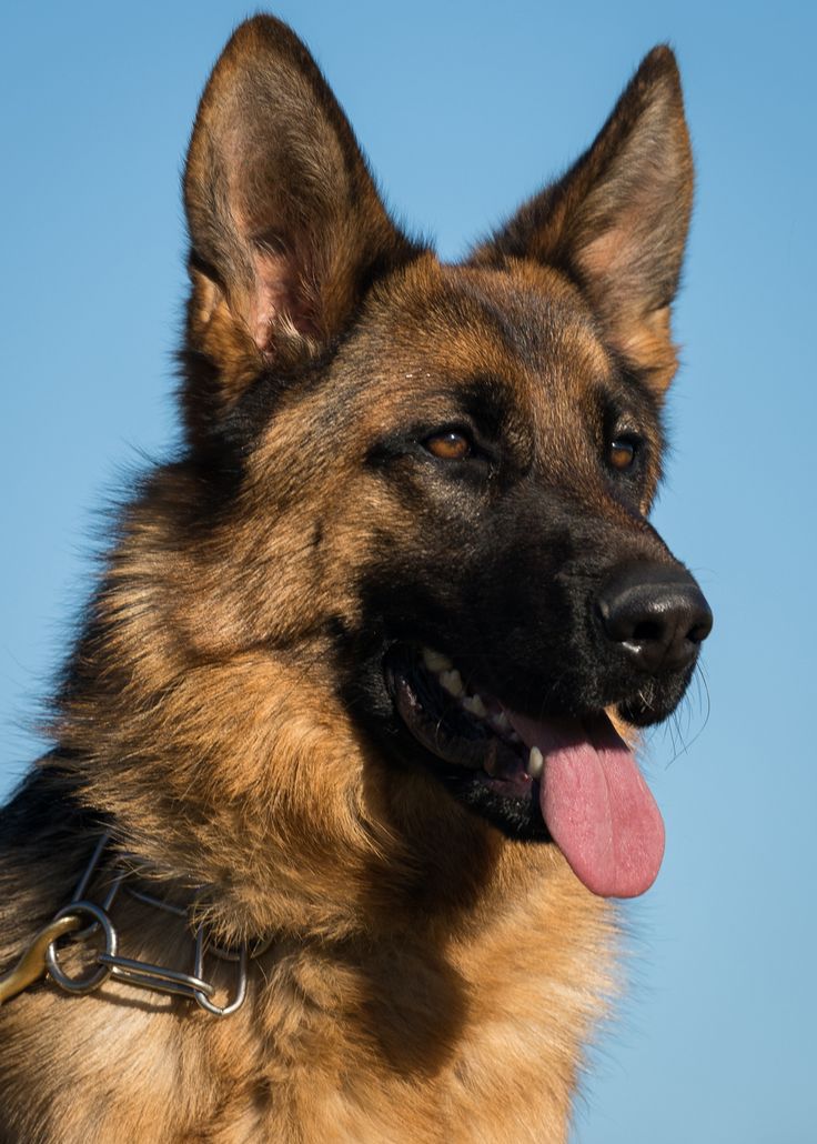 Health Issues in German Shepherd Dogs