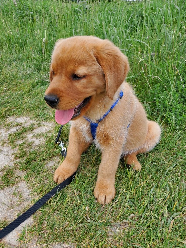 off leash training dog