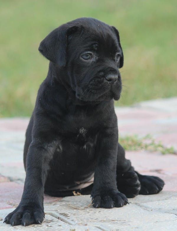 How to train a cane corso puppy