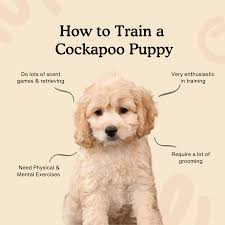 cockapoo training