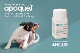 Apoquel Killed My Dogs