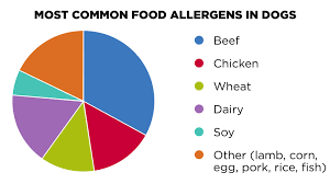 Common Food Allergens for Dogs