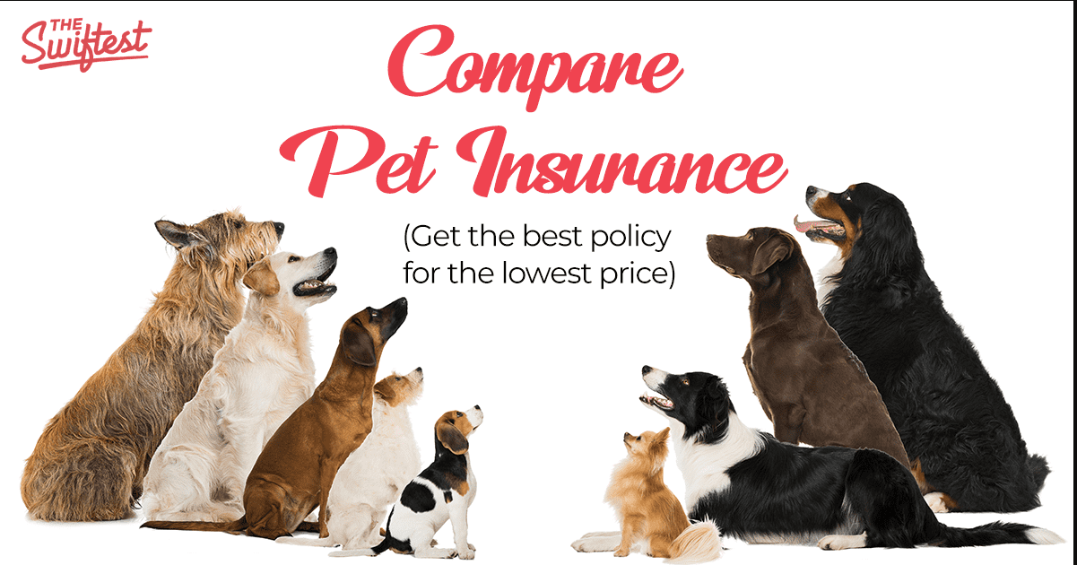 Pet insurrances compared