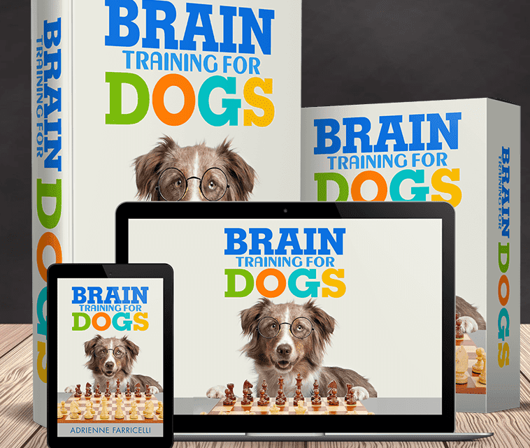 brain training for senior dogs