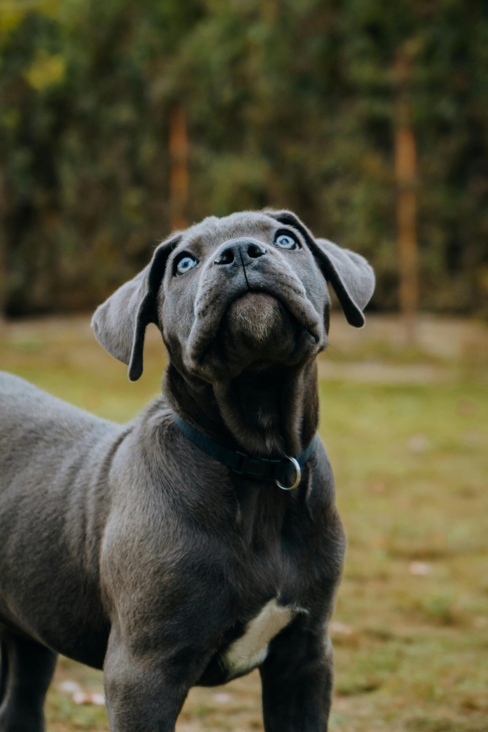 how to train a cane corso puppy