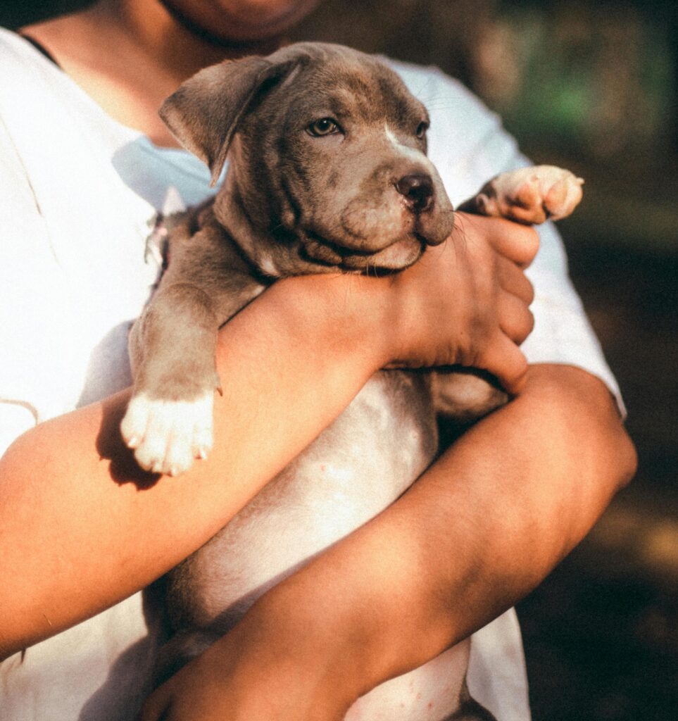 Puppy biting and mouthing