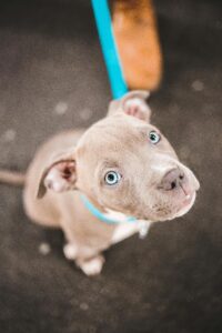 Best Food for A Pitbull Puppy