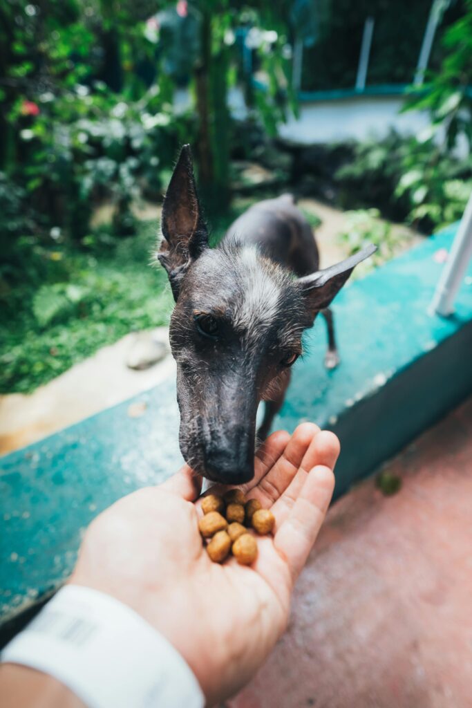 Best Dog Food for Sensitive Stomach